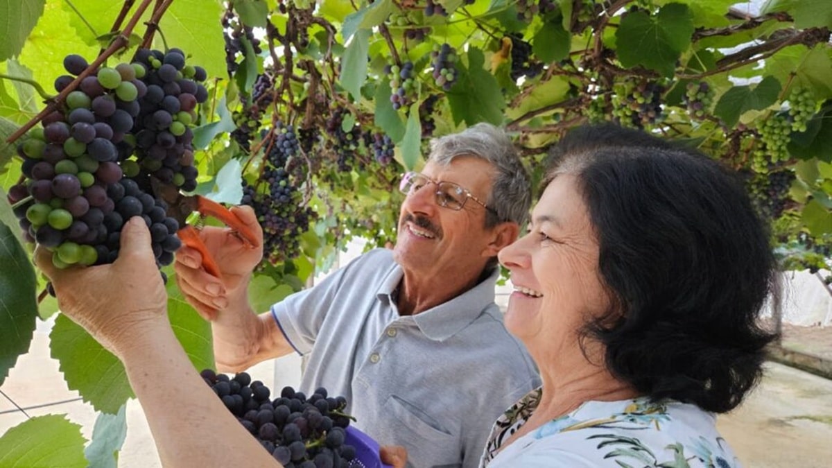 Sítio em Marechal Floriano vira atração com produção recorde de uva