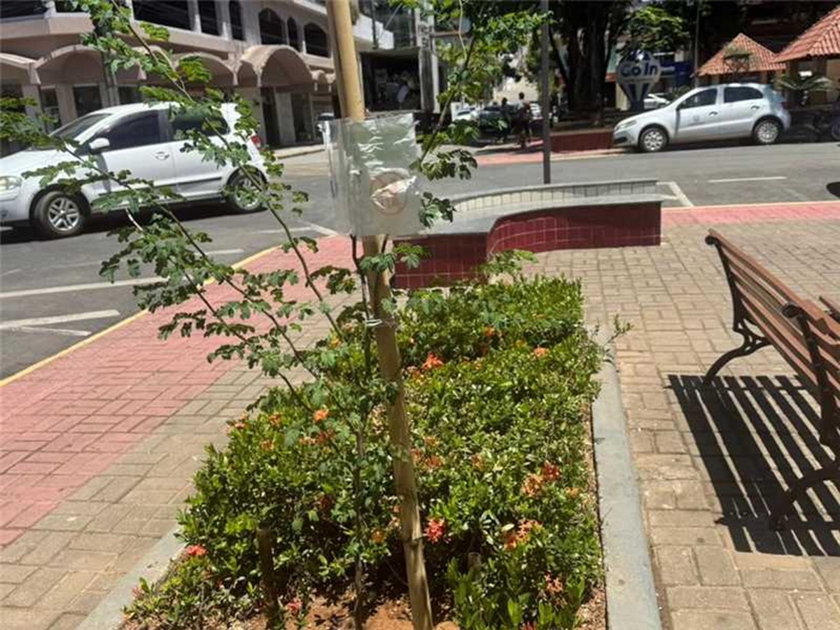 Alfredo Chaves realiza plantio de 50 mudas de árvores nativas