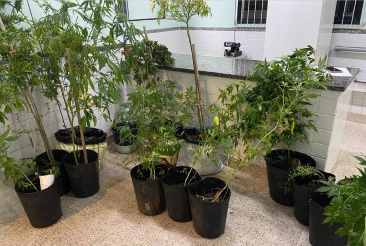 Pés de maconha são apreendidos pela PM em Guarapari; carro também foi recuperado