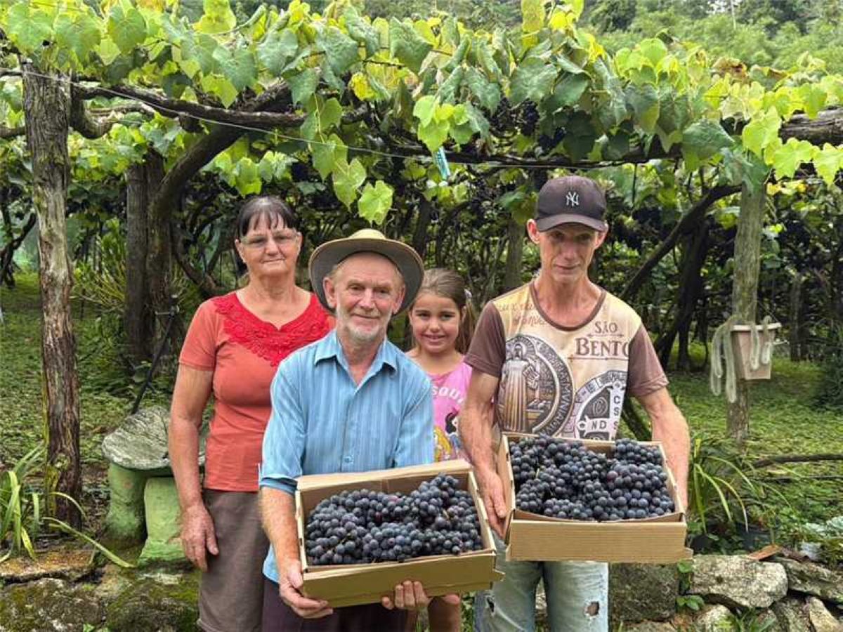 45 anos de tradição: família de Alfredo Chaves é destaque no cultivo de uva