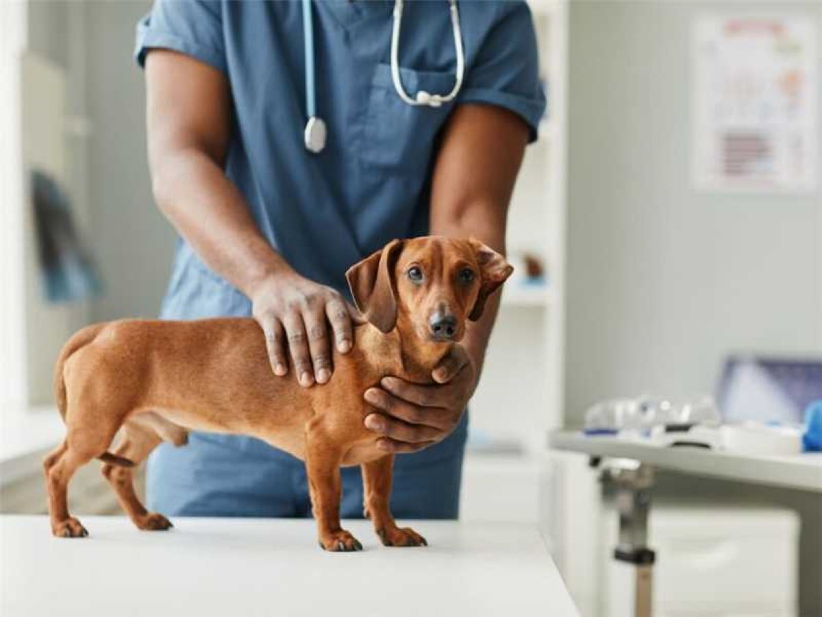 Alfredo Chaves abre cadastro on-line para castração de cães e gatos