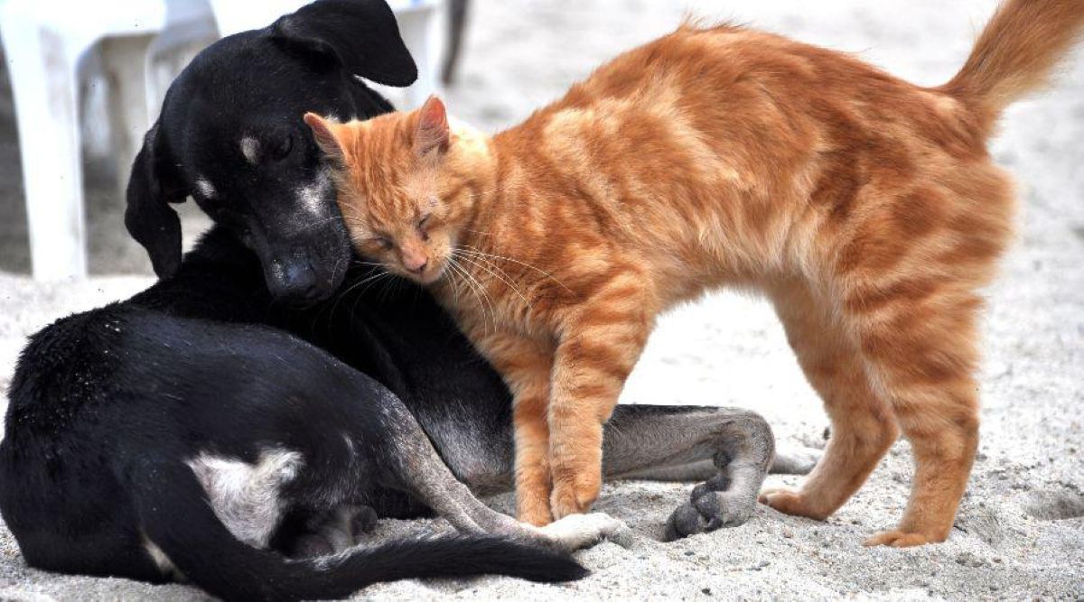 Vila Velha abre canal exclusivo para castração de animais resgatados